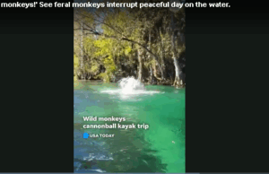 Обезьяны, transporting в лабораторию, сбежали после аварии грузовика в Миссисипи, одна всё ещё в свободном доступе