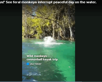 Обезьяны, transporting в лабораторию, сбежали после аварии грузовика в Миссисипи, одна всё ещё в свободном доступе